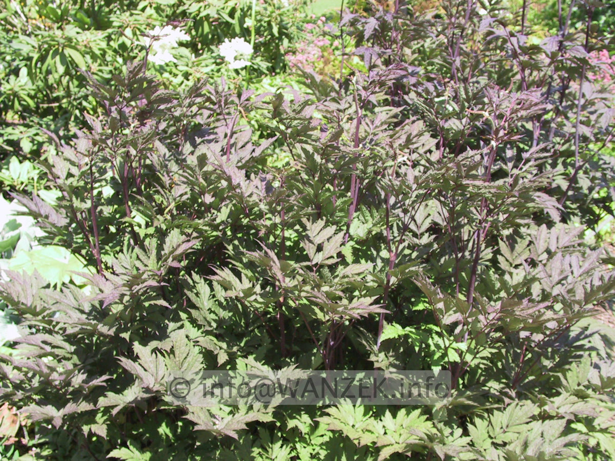 Actaea ramosa Atropurpurea - Laub.JPG